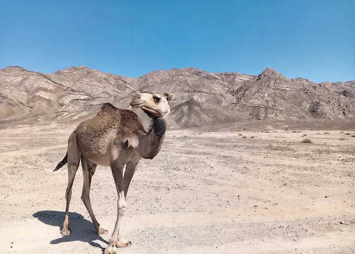 Geo Tribe * دهب